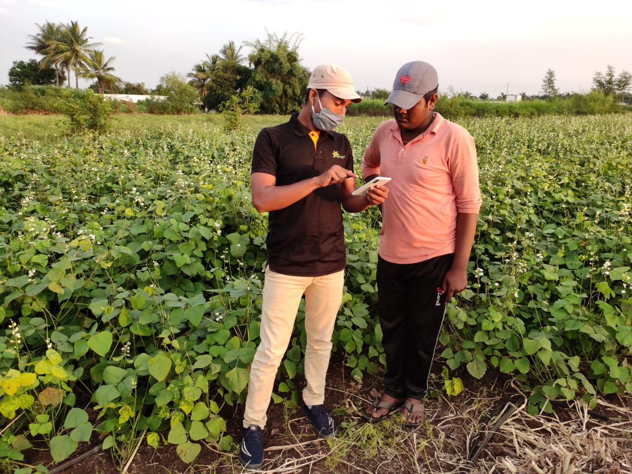 uberization-of-agriculture-a-game-changing-project-for-smallholder-vegetable-growers | FarmERP