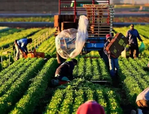 Optimising Labour Use in Agriculture: Enhancing Efficiency through Workforce Management and Technology